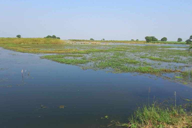 Flood in Sahibganj