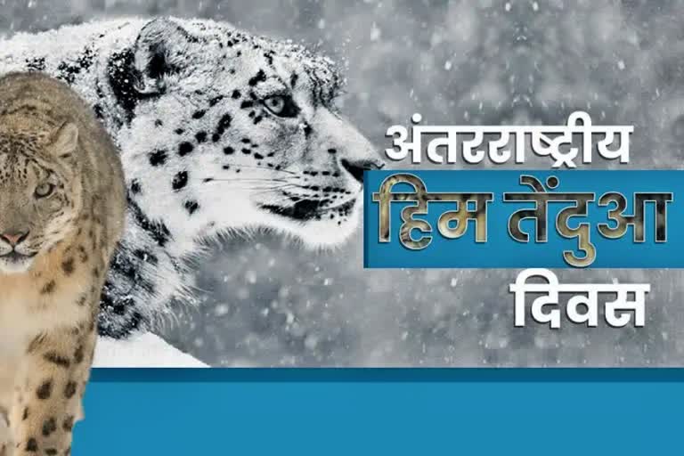 world snow leopard day
