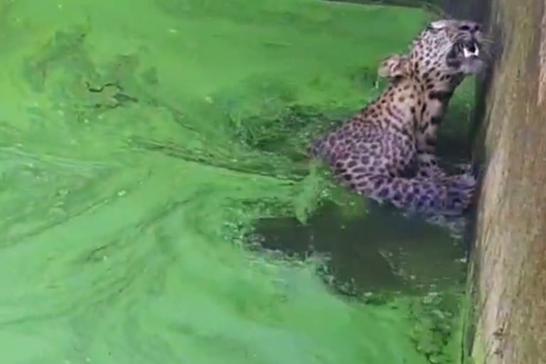 Leopard dies after drowning in tea garden pond at Naxalbari