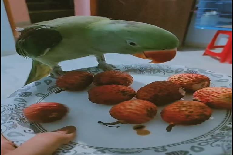 Parrot Missing In Narmadapuram