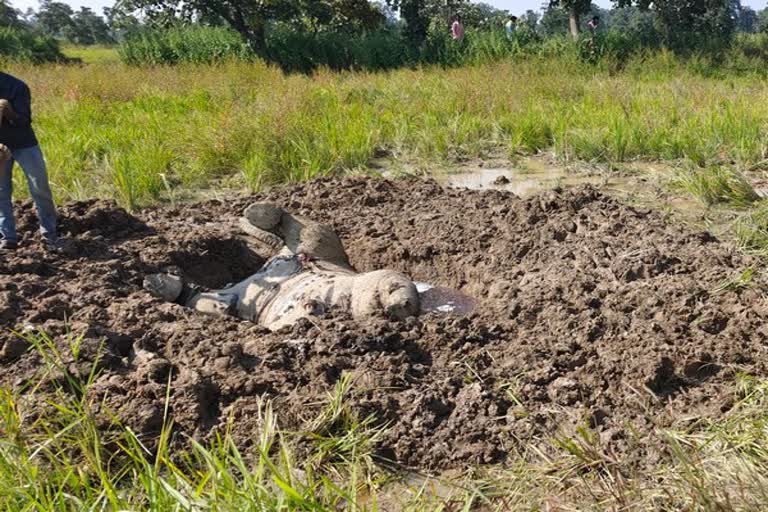 Villagers kill elephant calf  elephant calf killed in Chhattisgarh  tuskers trample man to death in Chhattisgarh  ആനക്കുട്ടിയെ കൊന്ന് കുഴിച്ചിട്ടു  ഗ്രാമവാസികൾ ചേർന്ന് ആനക്കുട്ടിയെ കൊന്നു  ഒരാളെ കൊലപ്പെടുത്തി ആനകൾ  ആനക്കൂട്ടം ആളെ കൊലപ്പെടുത്തി  കത്ഘോര ഫോറസ്റ്റ് ഡിവിഷൻ  ആനക്കുട്ടിയെ കൊലപ്പെടുത്തി  ആനക്കുട്ടിയുടെ ജഡം കുഴിച്ചിട്ട നിലയിൽ  കോർബ ജില്ല