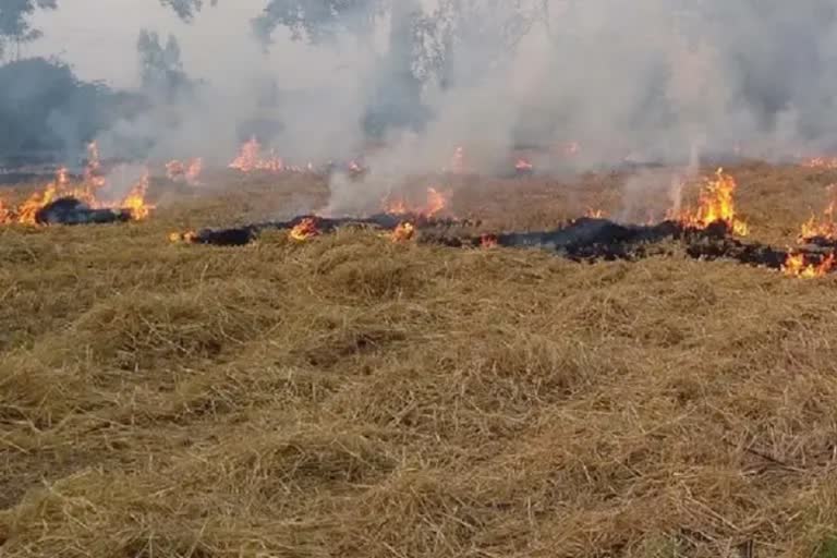 stubble burning cases in haryana