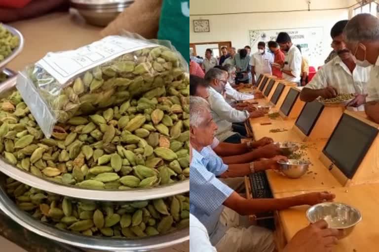 Low pesticide content cardamom auction  cardamom auction  Low pesticide content cardamom  കേരള വാർത്തകൾ  മലയാളം വാർത്തകൾ  കീടനാശിനി കുറഞ്ഞ ഏലക്ക  ഏല ലേലം  കിലോയിൽ നൂറുരൂപയിലധികം വർധനവ്  സ്‌പൈസസ് ബോർഡ്  കീടനാശിനി കുറഞ്ഞ ഏല ലേലം  Spices Board  ഏലക്കായുടെ ഔഷധ ഗുണങ്ങള്‍ പ്രയോജനപെടുത്തും  ഏലക്കായുടെ വിലയിടിവ്