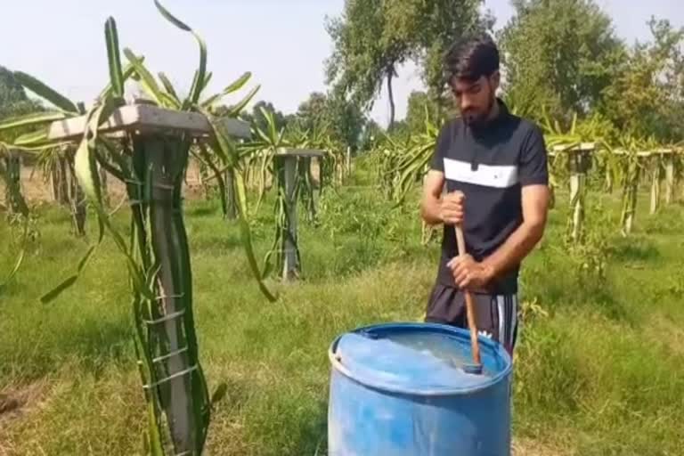 dragon fruit farming in palwal