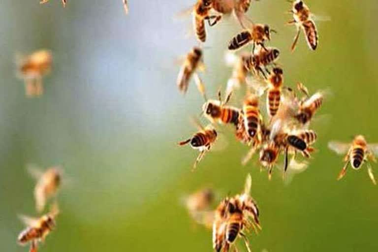 young man dies in bee attack