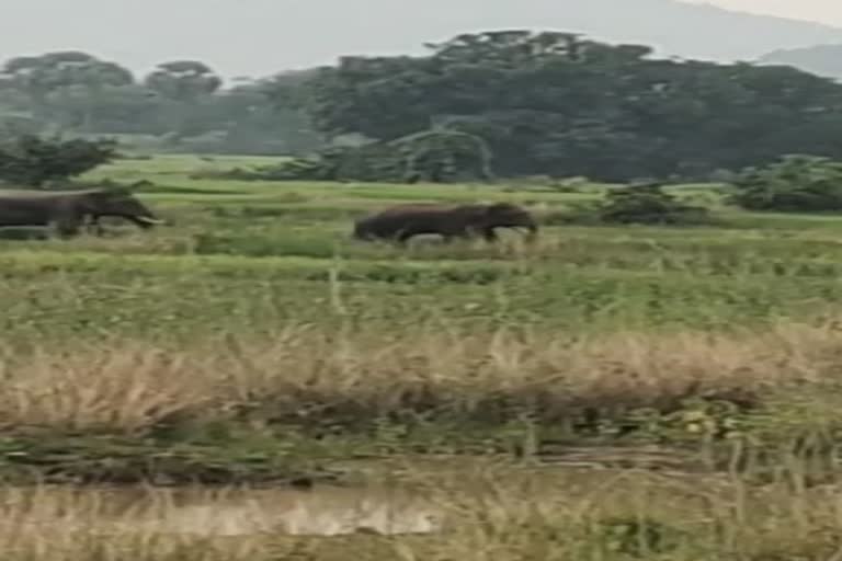 elephant fear in dhenkanal