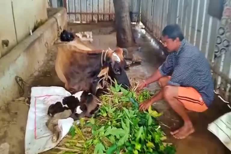 a-cow-that-gave-birth-to-three-calves