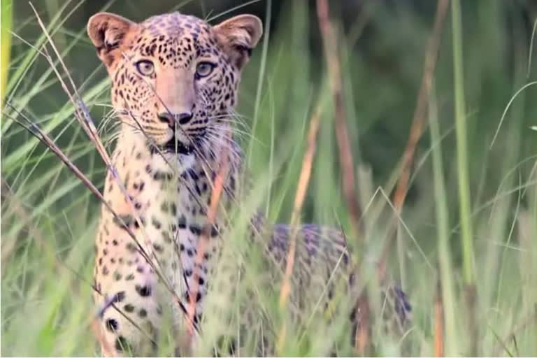 Girl mauled to death by leopard  പുലിയുടെ ആക്രമണത്തില്‍ പെണ്‍കുട്ടി കൊല്ലപ്പെട്ടു  ലഖിംപൂര്‍ഖേരി  ലഖിംപൂരിലെ പുലി ആക്രമണം  പുലി ആക്രമണം  leopard attack in Lakhimpur Kheri