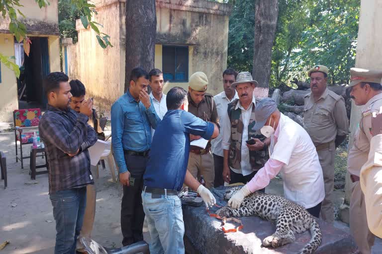 सहारनपुर अज्ञात वाहन ने शावक को कुचला मौके पर ही दर्दनाक मौत