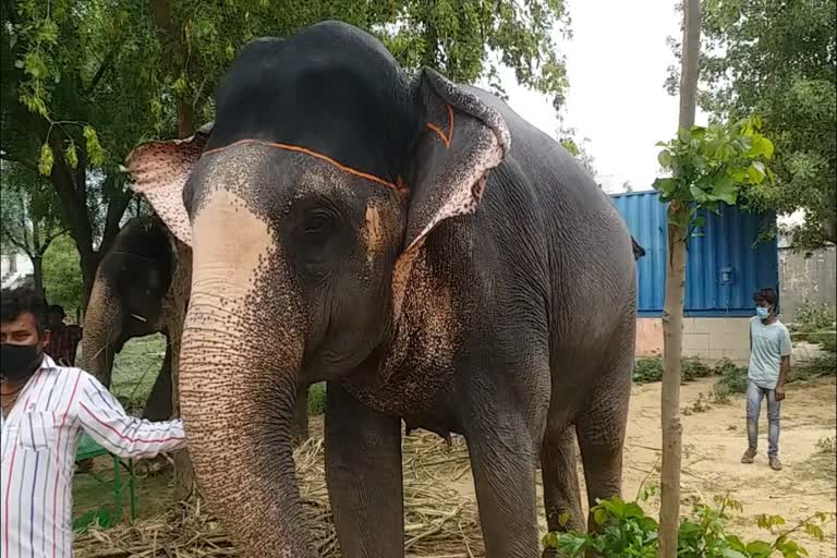 Elephant Threw Young Man on Road in Jaipur