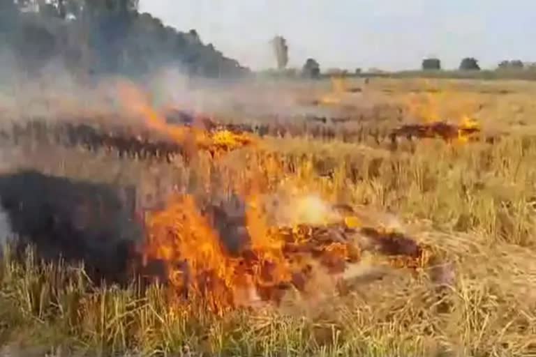 real time monitoring report of paddy burning