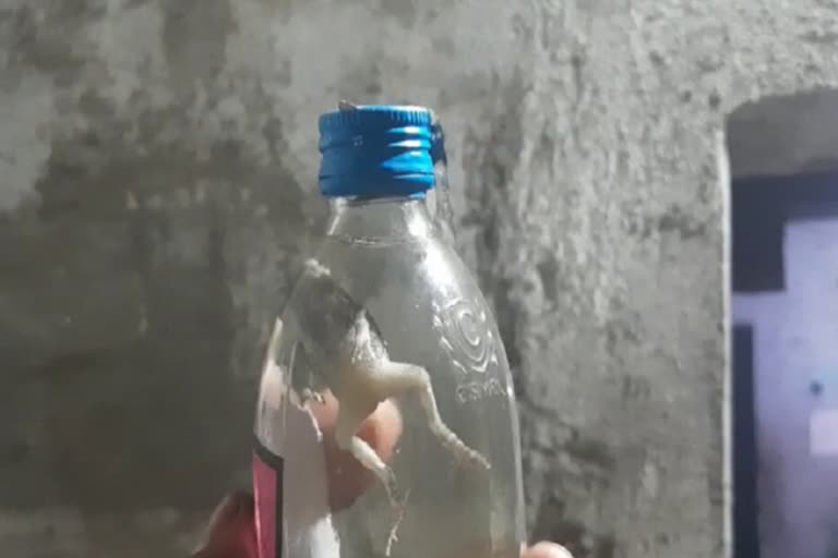 Dead frog found in wine bottle at Korba