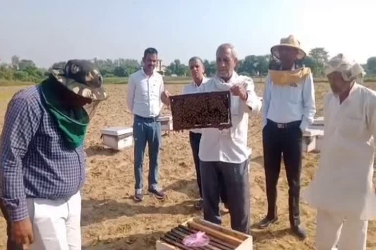 bee keeping in palwal