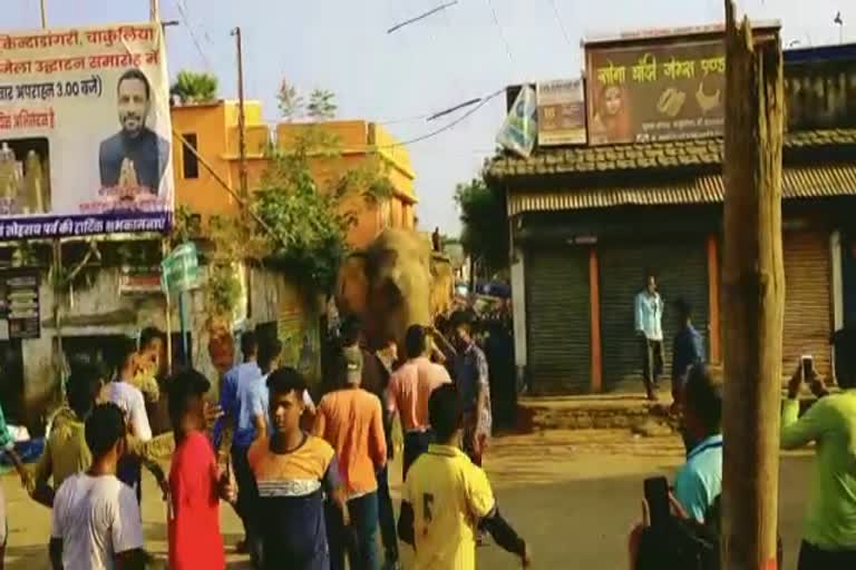 wild-elephant-entered-in-chakulia-of-jamshedpur