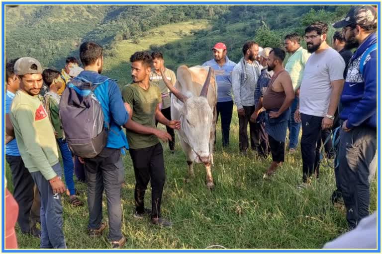 farmer saved bull