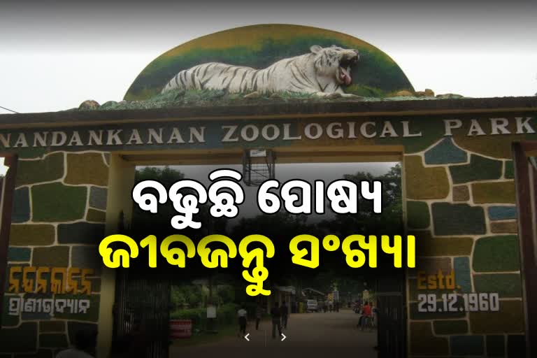 Nandankanan: ବଢୁଛି ବିଦେଶୀ ପର୍ଯ୍ୟଟକଙ୍କ ଆଗ୍ରହ, ୬୩୦ ଜୀବଜନ୍ତୁ ହେଲେ ପୋଷ୍ୟ