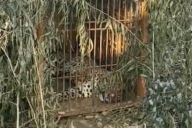 Leopard hiding near Gonda DM residence caught