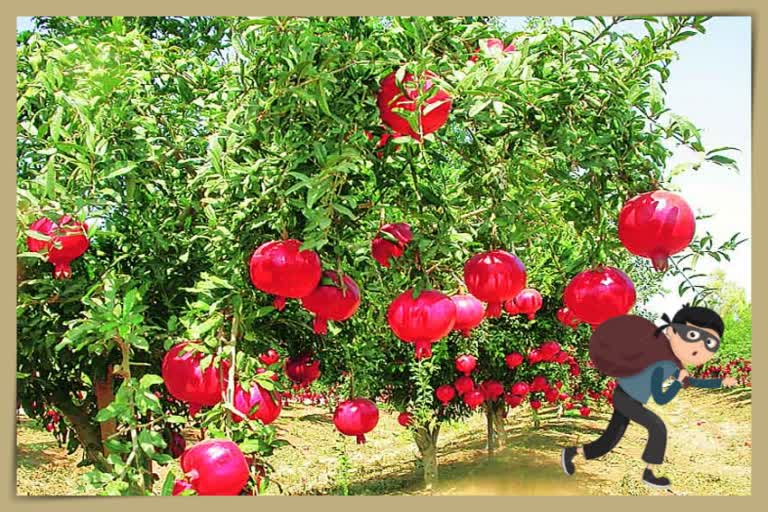 Pomegranate Theft