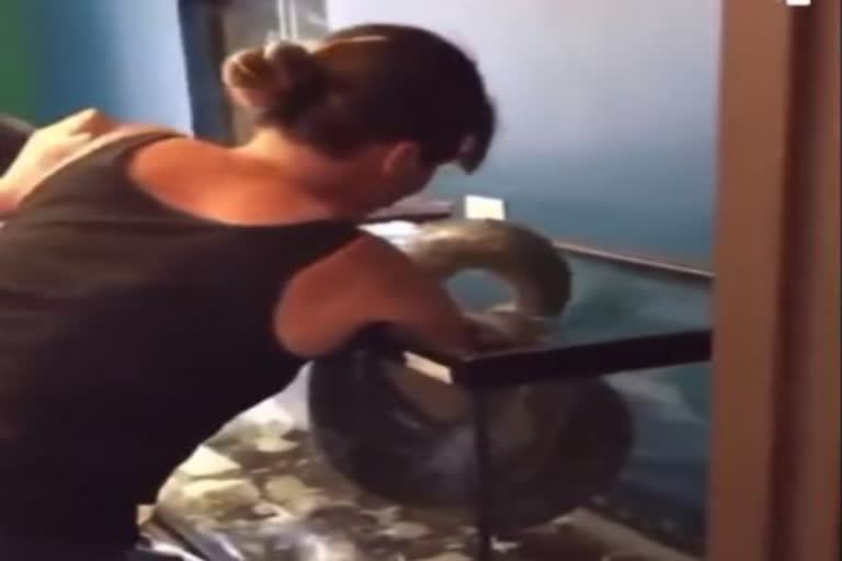 Pet Snake Attacks Owner