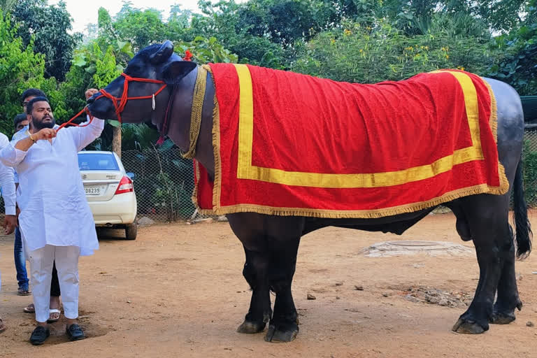 హైదరాబాద్​లో సదర్​ ఉత్సవాలు