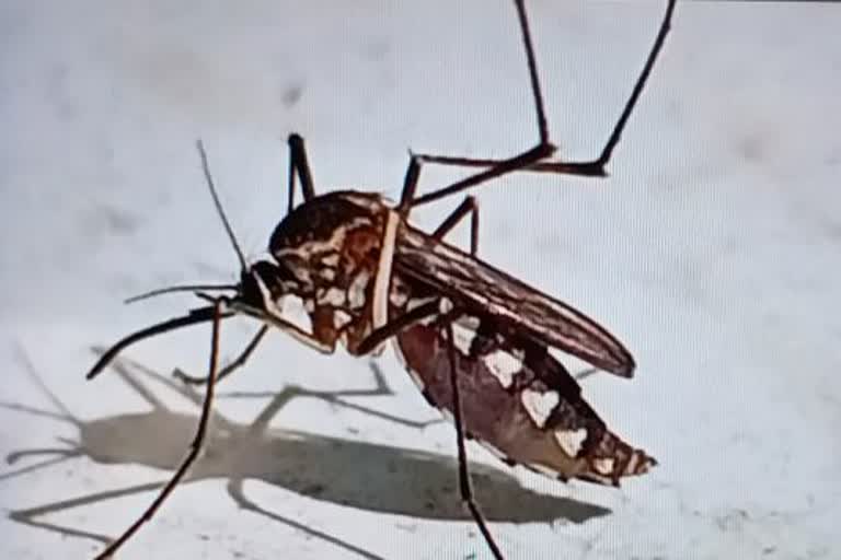 Dengue outbreak in raipur