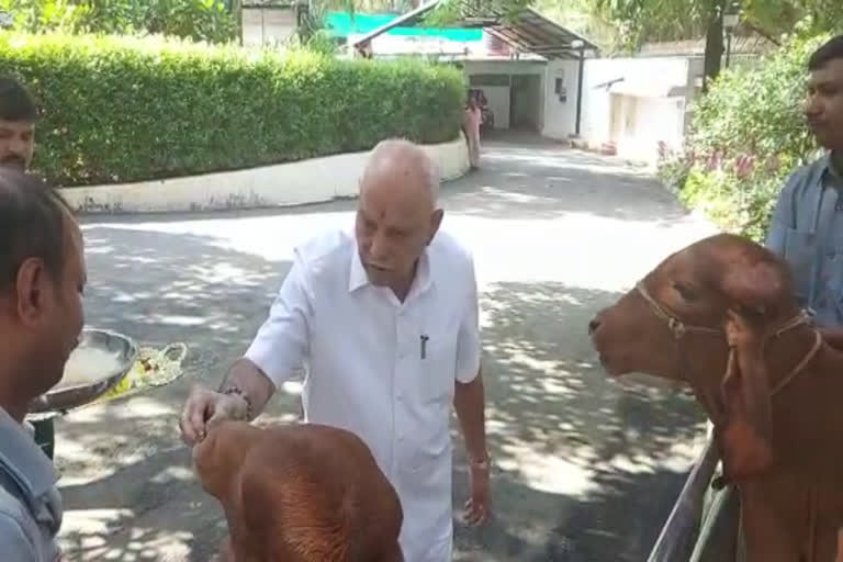 Yeddiyurappa performed cow Pooja