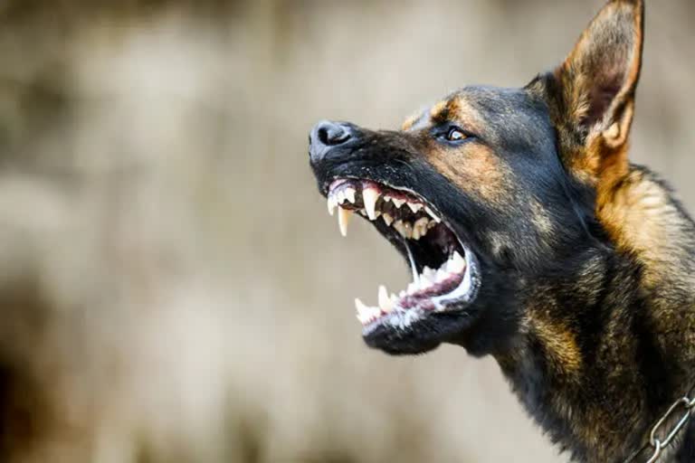 STRAY DOG ATTACK  തെരുവുനായ ആക്രമണം  പാലക്കാട്  ചാലിശേരി  പെരുമണ്ണൂർ  തൃശൂർ മെഡിക്കൽ കോളജ്‌  തൃശൂർ  PALAKKAD LATEST NEWS  palakkad