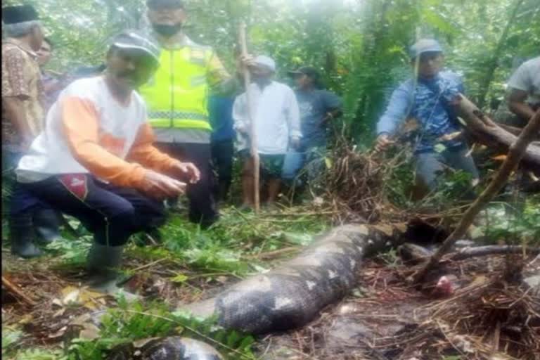 Python swallows 54 year old woman alive