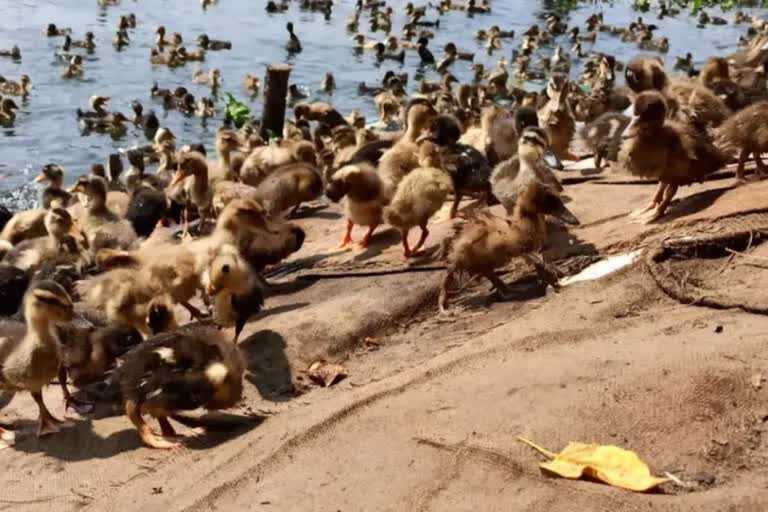 Bird Flu  Bird Flu in alappuzha  alappuzha  Harippad Municipality  District authority  ആലപ്പുഴ  പക്ഷിപ്പനി  വിപണനവും കടത്തലും നിരോധിച്ചു  ജില്ലാ ഭരണകൂടം  ഹരിപ്പാട് നഗരസഭ  ഹരിപ്പാട് നഗരസഭയില്‍ താറാവുകള്‍ ചത്ത സംഭവത്തെ  എച്ച്5 എന്‍ 1  പരിശോധന  പക്ഷി  തദ്ദേശ സ്വയംഭരണ വകുപ്പ്  ജില്ല കലക്‌ടര്‍  കൃഷ്‌ണതേജ