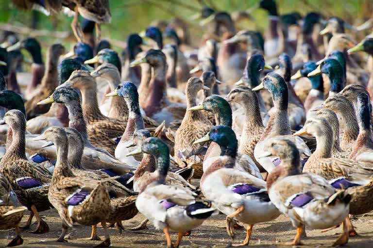 Avian Influenza  പക്ഷിപ്പനി  ആലപ്പുഴയിൽ പക്ഷിപ്പനി  കേരളത്തിൽ പക്ഷിപ്പനി  BIRD FLU IN ALAPPUZHA  പക്ഷിപ്പനി കേന്ദ്ര സംഘം കേരളത്തിലേക്ക്  കേന്ദ്ര ആരോഗ്യ കുടുംബക്ഷേമ മന്ത്രാലയം  Union Ministry of Health and Family Welfare  Avian Influenza Outbreak in kerala  Centre team to Kerala  ഉന്നതതല സംഘത്തെ കേരളത്തിലേക്ക് എത്തും  വിദഗ്‌ധ പരിശോധനകൾക്കായി കേന്ദ്ര സംഘം