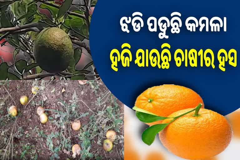 କମଳା ଚାଷ ଉପରେ ଜଳବାୟୁ ପରିବର୍ତ୍ତନର ପ୍ରଭାବ