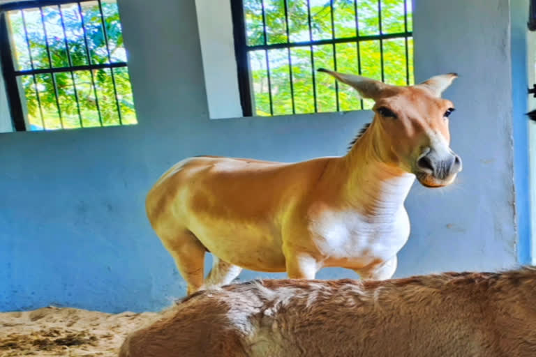 Asiatic wild ass die in Vandalur zoo  Vandalur zoo  Asiatic wild ass  wild ass die  wild ass  வண்டலூர் உயிரியல் பூங்கா  ஆசிய காட்டுக் கழுதை  காட்டுக் கழுதை உயிரிழப்பு  ஆசிய காட்டுக் கழுதை உயிரிழப்பு