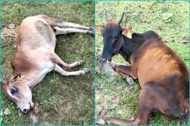 cow-dies-after-eating-poisoned-food