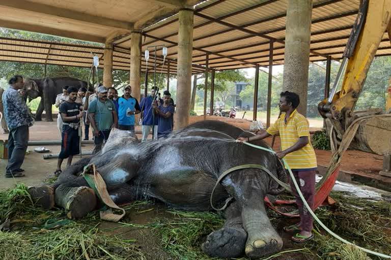 female elephant prema gets ill at nandankanan