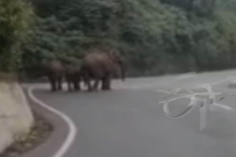 video: நெடுஞ்சாலையில் வாகன ஓட்டிகளை விரட்டிய குட்டி யானைகள்