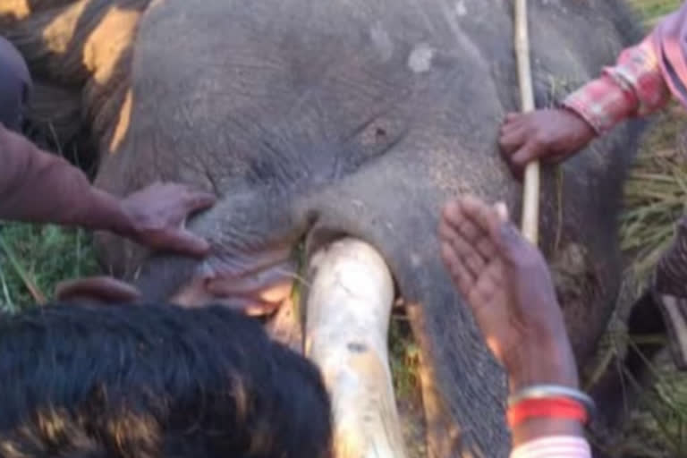 Elephant dies due to electric shock