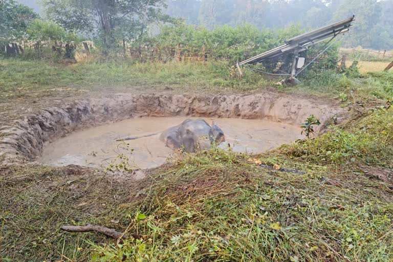 Elephant Rescue in Dhamtari