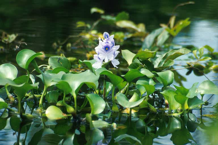 Research on Hyacinth