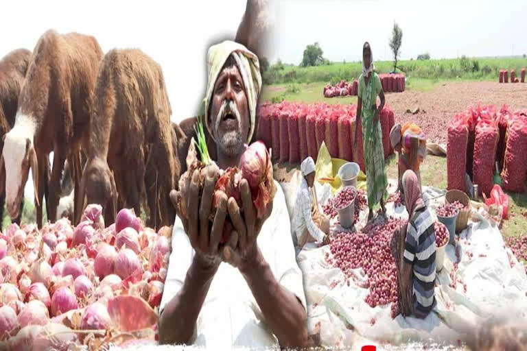 Onion Farmers