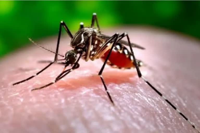 Gwalior Dengue Case
