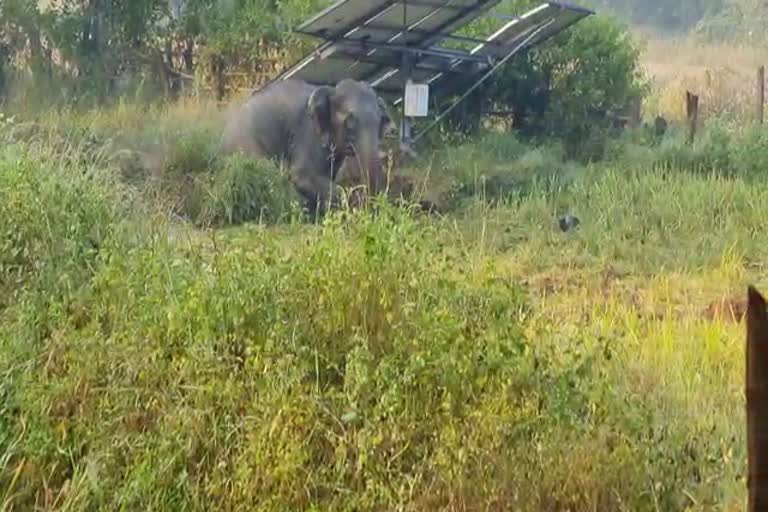 Three elephants fell in pond