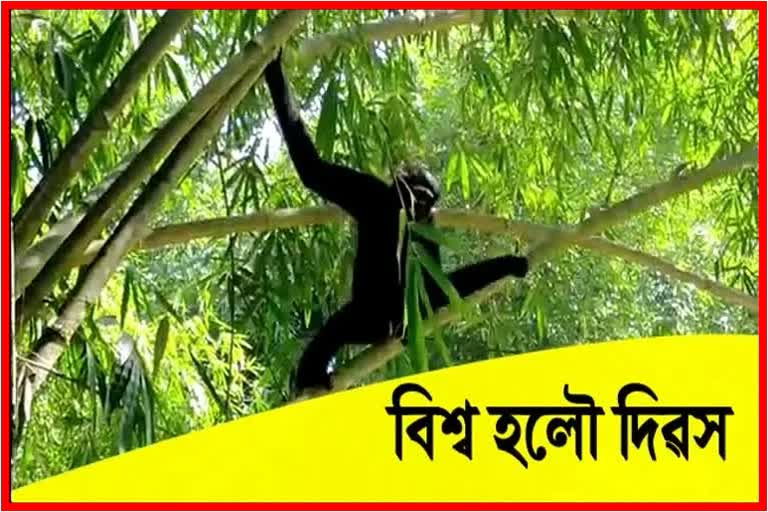 World Hoolock Gibbon day