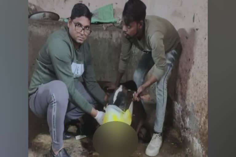 cow injured by diwali bomb in kanpur  cow injured by diwali bomb  cow got badly injured in Kanpur  cow got injured  chewing fire cracker  kanupur utharpradesh  forensic team to investigate foul play  latest national news  latest news today  ഗുണ്ടുപടക്കം ചവച്ചതിനെ തുടര്‍ന്ന്  പശുവിന് ഗുരുതര പരിക്ക്  മാലിന്യ കൂമ്പാരത്തില്‍ നിന്നും ഗുണ്ടുപടക്കം  അന്വേഷണം ആരംഭിച്ച് ഫോറന്‍സിക്ക് വിദഗ്‌ധര്‍  ഉത്തര്‍പ്രദേശിലെ കാന്‍പൂരില്‍  ഉത്തര്‍പ്രദേശ് ഏറ്റവും പുതിയ വാര്‍ത്ത  ഗുണ്ടുപടക്കം ചവച്ച പശുവിന് പരിക്ക്  ഏറ്റവും പുതിയ ദേശീയ വാര്‍ത്ത  ഇന്നത്തെ പ്രധാന വാര്‍ത്ത