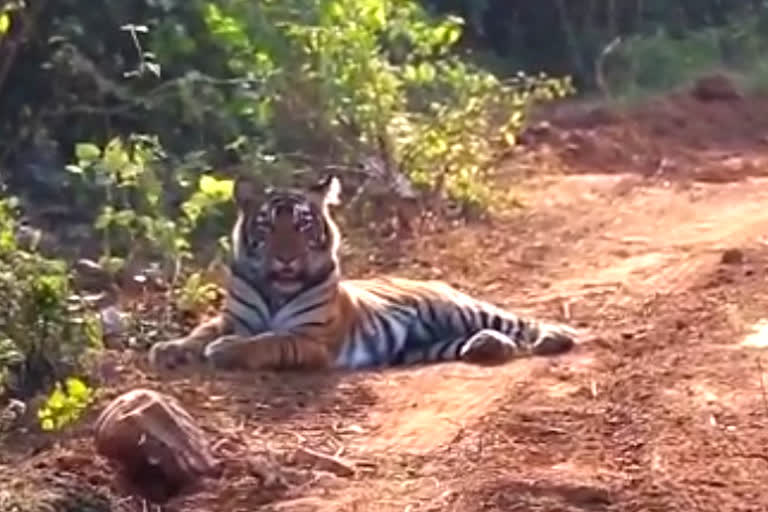 Tiger ST 19 seen in buffer zone of Sariska