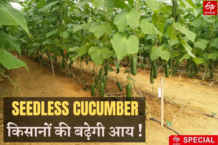 Pusa developed seedless cucumber seeds