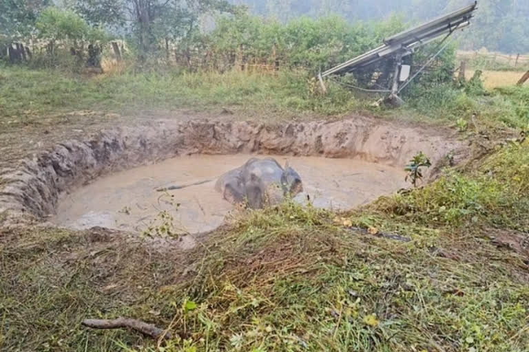 dhamtari latest news  Three elephants fell in pond  Dugli forest area of dhamtari  Elephant Rescue in Dhamtari  Village Bhainsamuda of city area