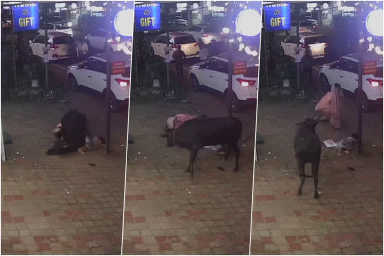 bull attack  bull ran in town at kozhikode  കാള വിരണ്ടോടി  കുന്ദമംഗലം ടൗണ്‍  കുന്ദമംഗലം  കാരന്തൂരിൽ