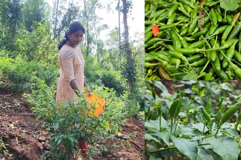 chilly cultivation in Idukki  അക്കൗണ്ടിങ് ജോലി വിട്ട് കൃഷിയിലേക്ക്  കാന്താരി കൃഷിയിലെ വിജയഗാഥ  വേറിട്ട കൃഷിക്കാഴ്‌ച  ഇടുക്കി വാര്‍ത്തകള്‍  ഇടുക്കി ജില്ല വാര്‍ത്തകള്‍  idukki news updates  latest news updates  ഇടുക്കിയിലെ കാന്താരി കൃഷി  കാന്താരി കൃഷി  കാന്താരി തൈ