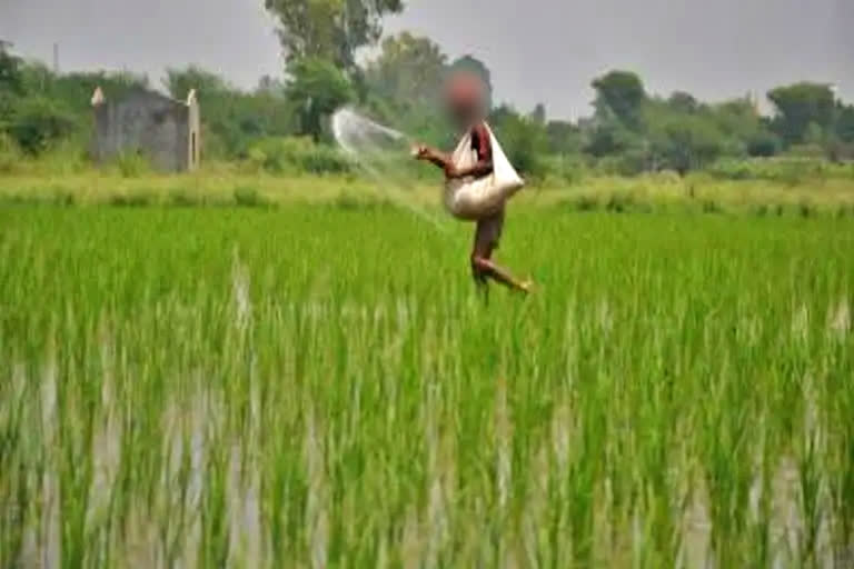 बांगलादेशी नागरिक घेतात भारतीय भूमीवर पीक