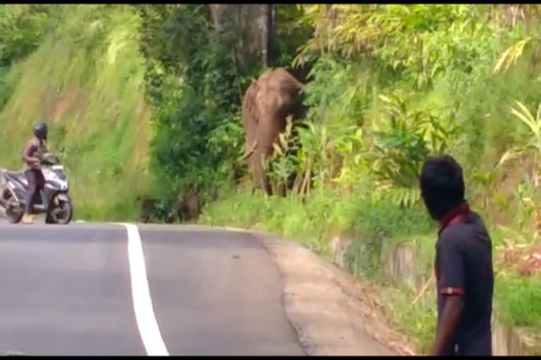 "போடா இங்கே நிற்காதே"-யானையை செல்லமாக அனுப்பி வைத்த வன ஊழியர்